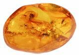 Rare Fossil Jumping Spider (Aranea) In Baltic Amber #69243-1